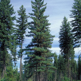 Pinus monticola